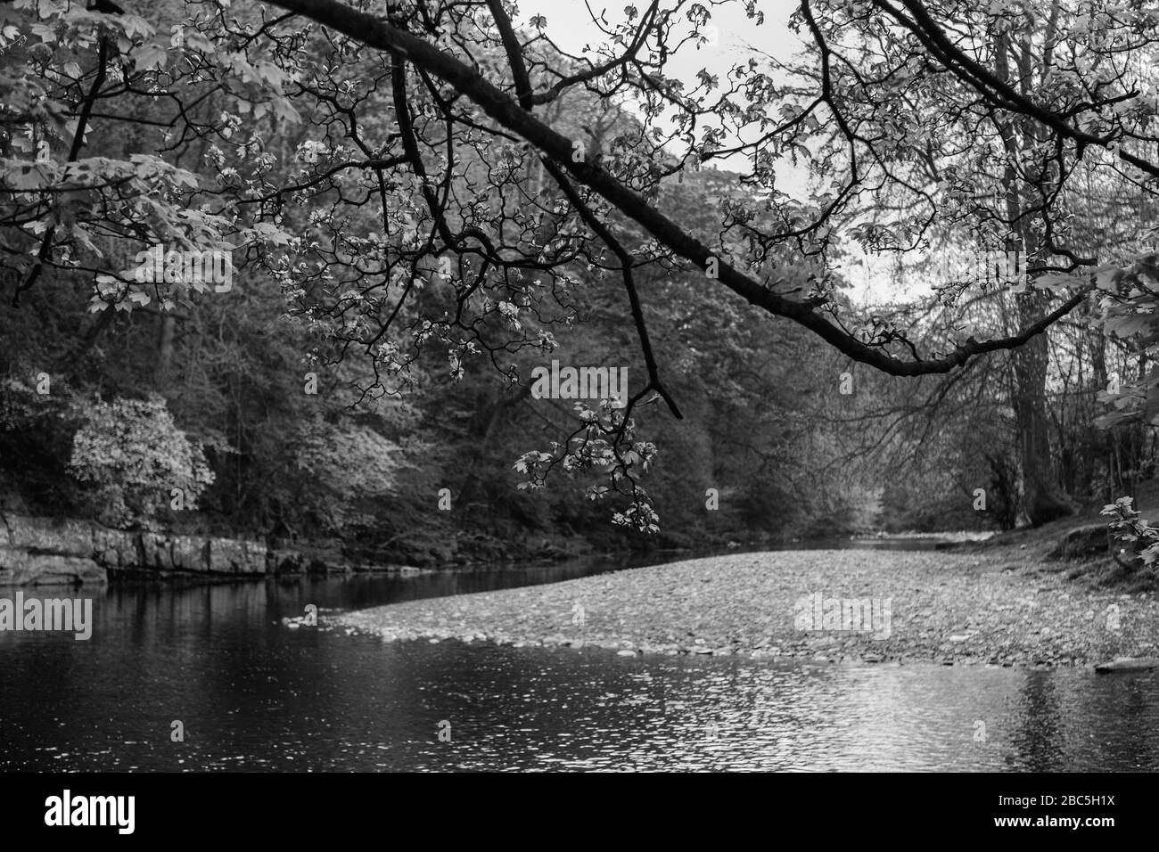 Der Fluss wale am Clink Bank Wood unterhalb von Richmond, North Yorkshire, England, Großbritannien. Schwarzweiß-Version Stockfoto