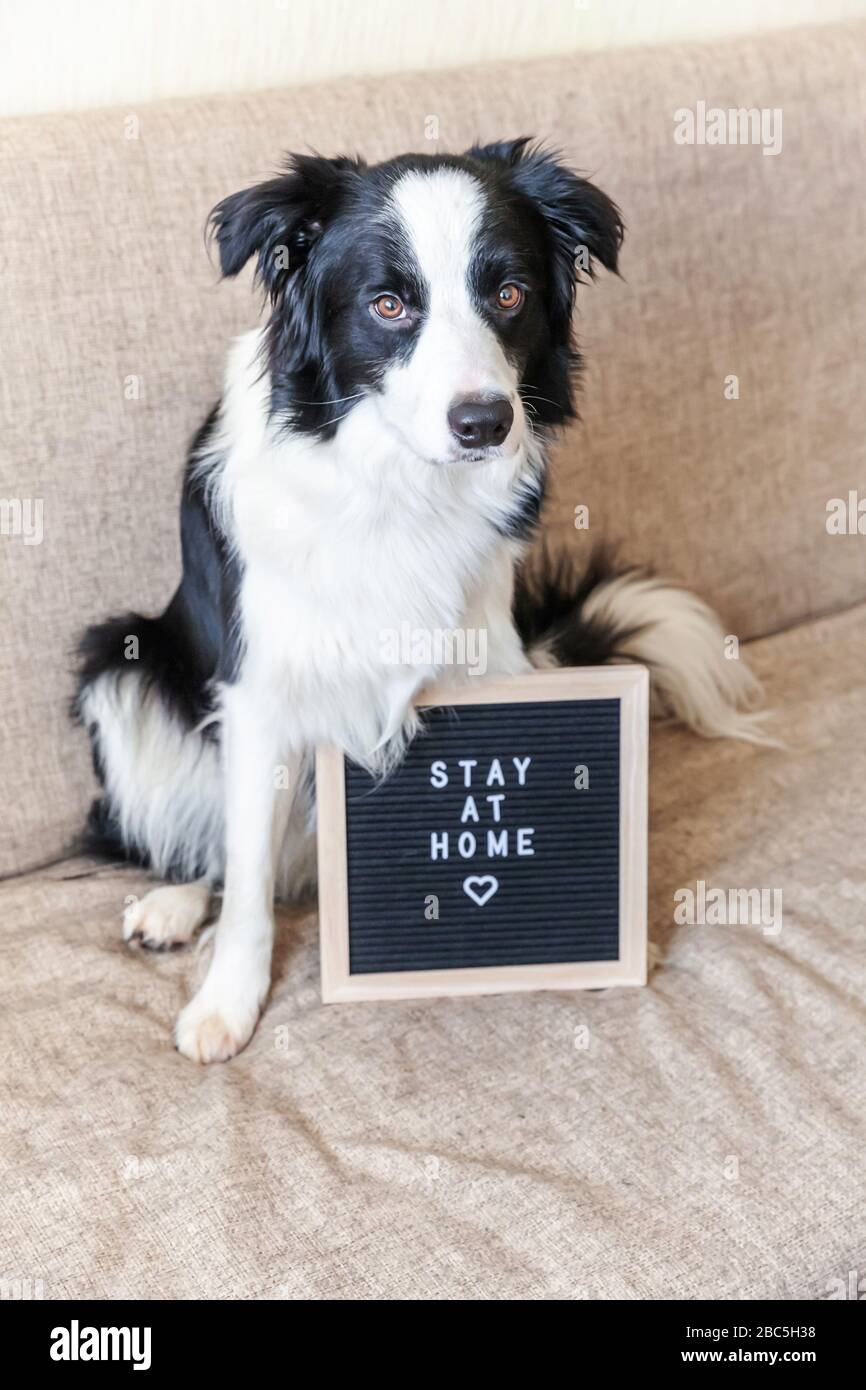 Bleiben Sie zu Hause. Lustige Portraits von niedlichem Welpenhund auf