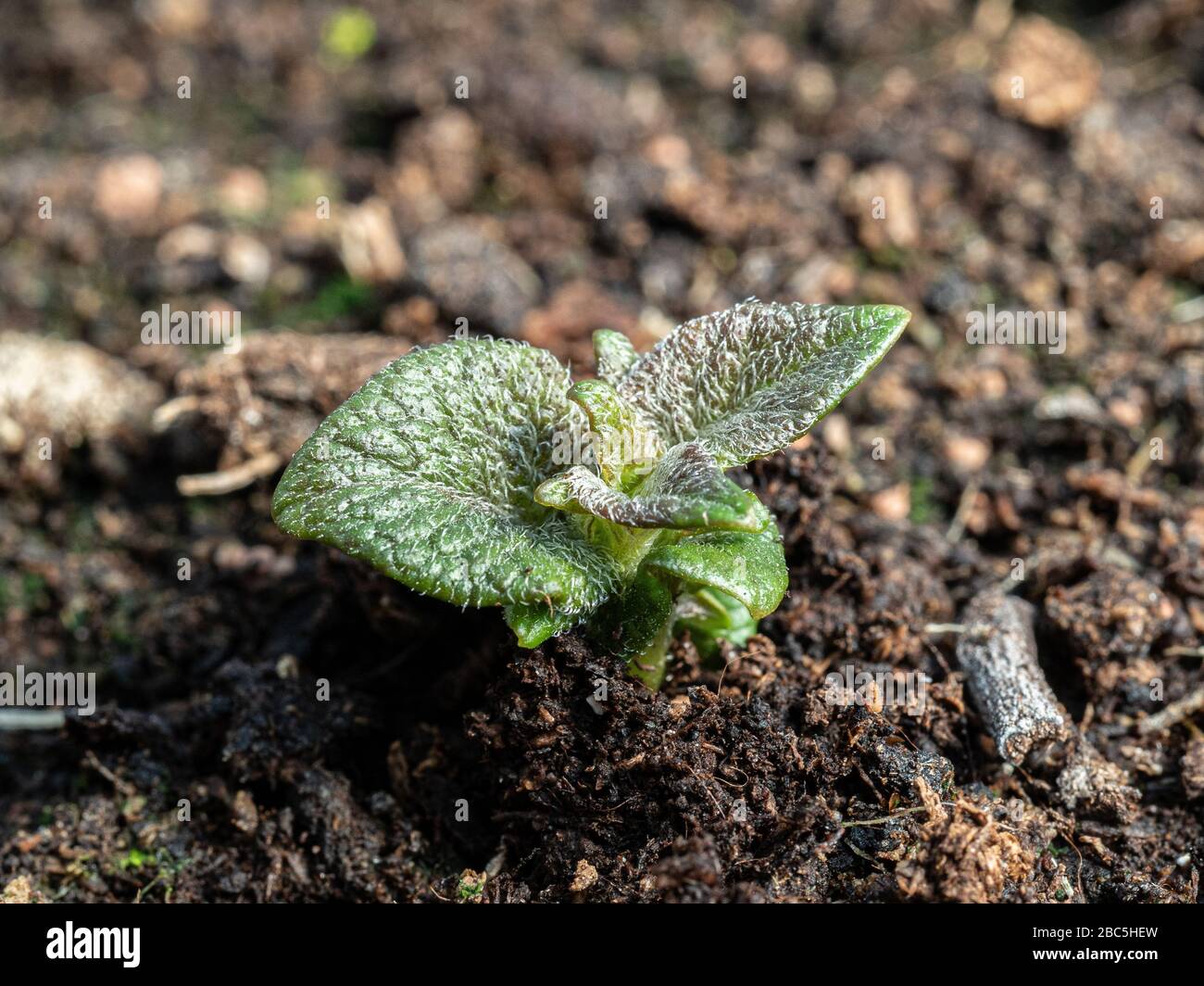 Eine Nahaufnahme eines kürzlich entstandenen Jazzer Kartoffelschießens Stockfoto