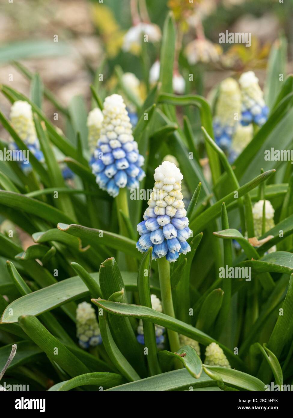 Eine Nahaufnahme einer Gruppe weißer, bleichender bis blauer Blumenspitzen der Traubenhyazinthe Muscari armeniacum 'Mountain Lady' Stockfoto