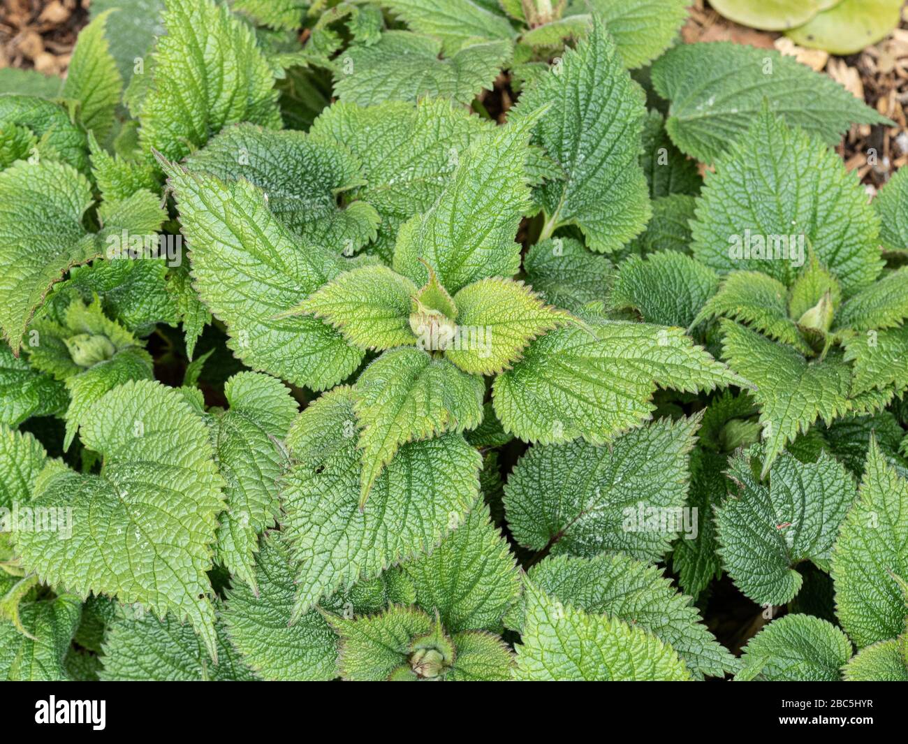 Das tiefgrüne Laub von Lamium orvala zeigt die tief geäderten und gezahnten Blätter Stockfoto