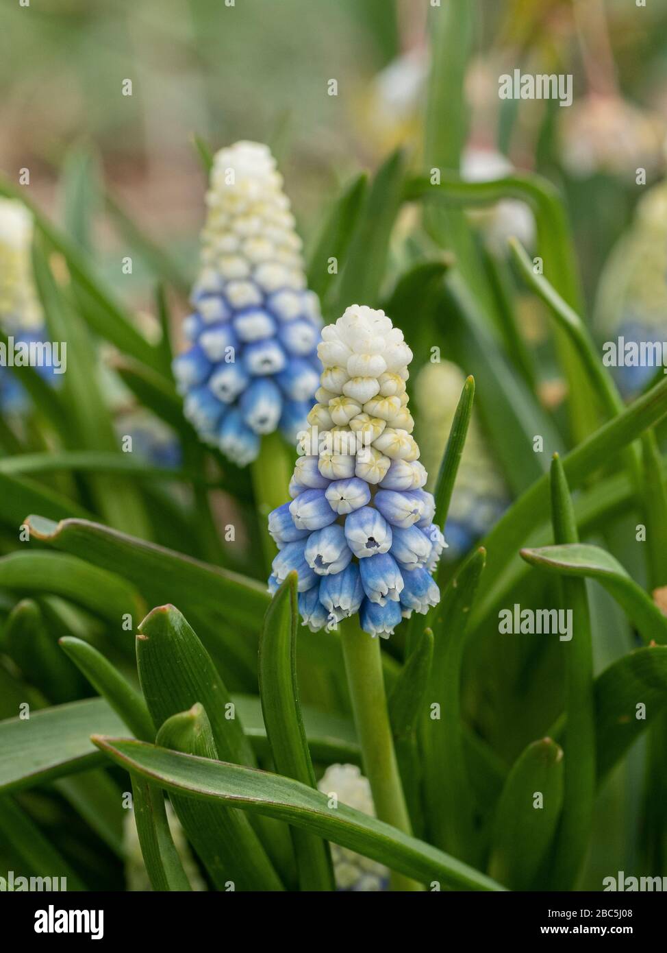 Eine Nahaufnahme eines weißen, bleichenden bis blauen Blumenspitzen der Traubenhyazinthe Muscari armeniacum 'Mountain Lady' Stockfoto