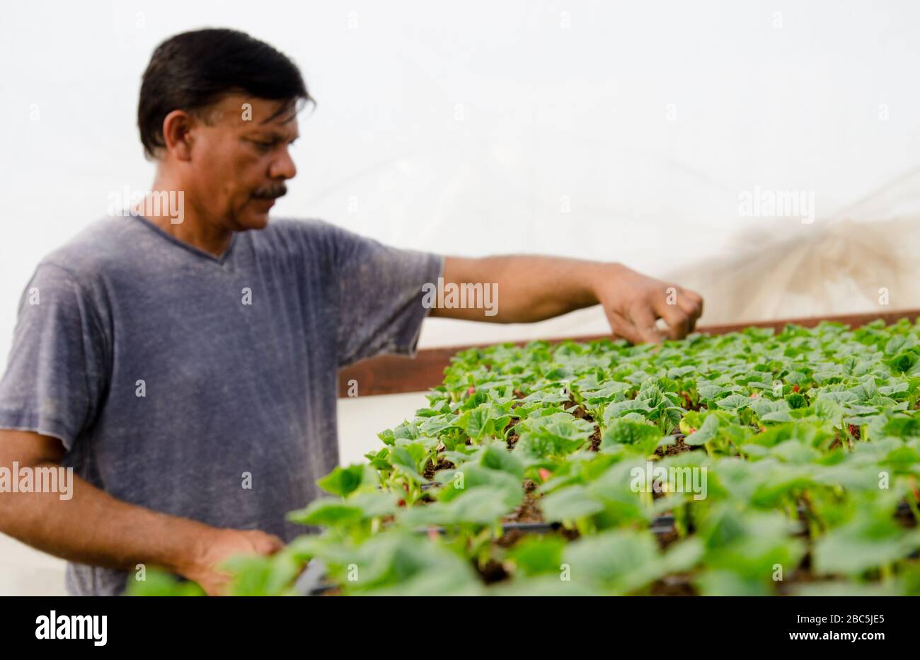 Kleinbauernbesitzer Obaid ur Rehman tendiert zu den Sämlingen in der Baumschule in Balkasar Punjab, Pakistan. Stockfoto