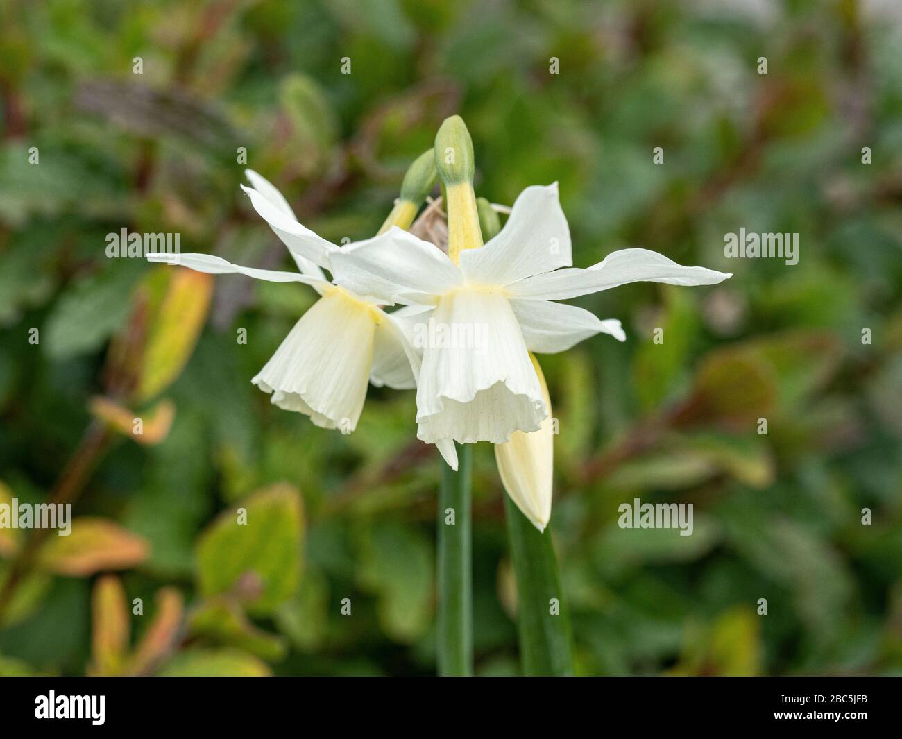 Eine Nahaufnahme der multköpfigen reinweißen Blumen des Narzissus Thalia Stockfoto