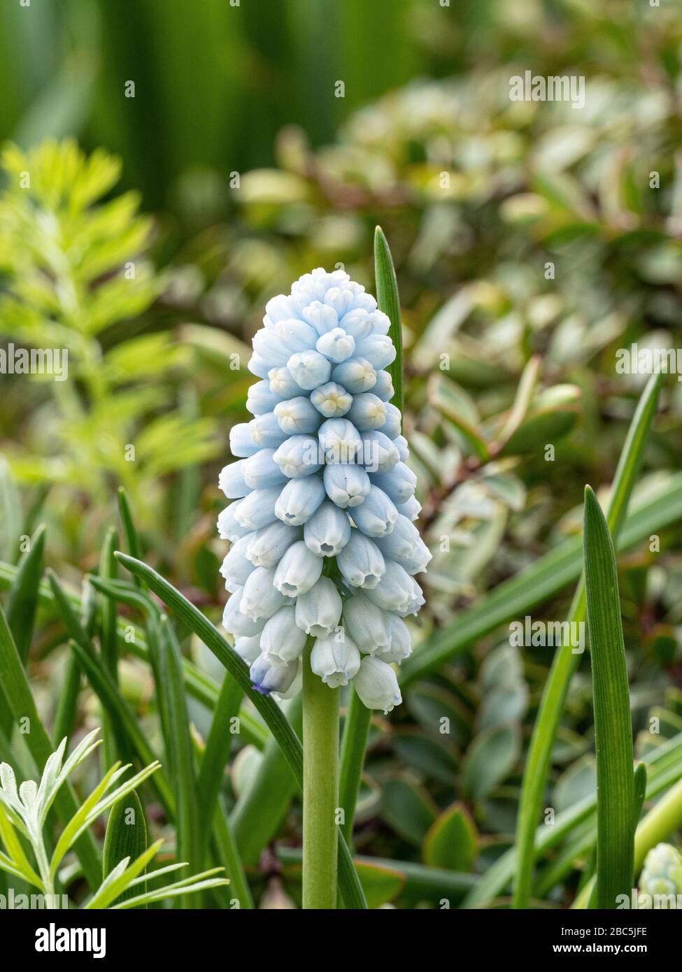 Eine Nahaufnahme eines einzelnen blassblauen Blumenkopfs der Traubenhyazinthe Muscari Valerie Finnis Stockfoto