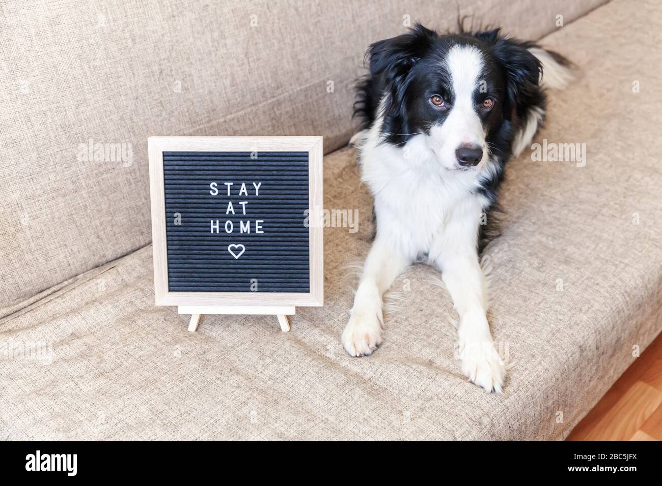 Bleiben Sie zu Hause. Lustige Portraits von niedlichem Welpenhund auf