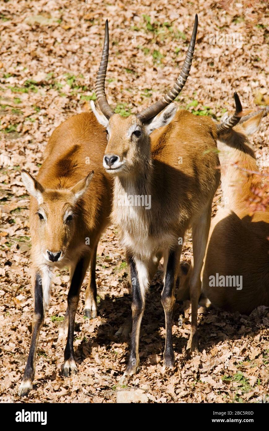 Lechswe - Kobus leche, schöne Antilope aus zentralafrikanischen Savannen und Feuchtgebieten, in angolanischer Sprache. Stockfoto