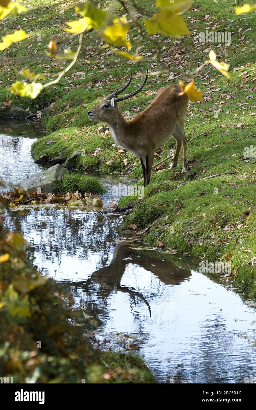 Lechswe - Kobus leche, schöne Antilope aus zentralafrikanischen Savannen und Feuchtgebieten, in angolanischer Sprache. Stockfoto