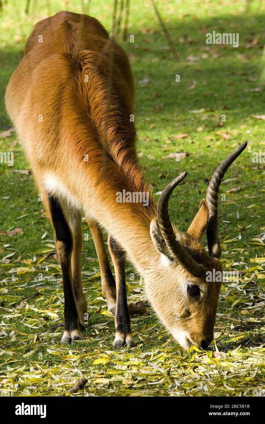 Lechswe - Kobus leche, schöne Antilope aus zentralafrikanischen Savannen und Feuchtgebieten, in angolanischer Sprache. Stockfoto