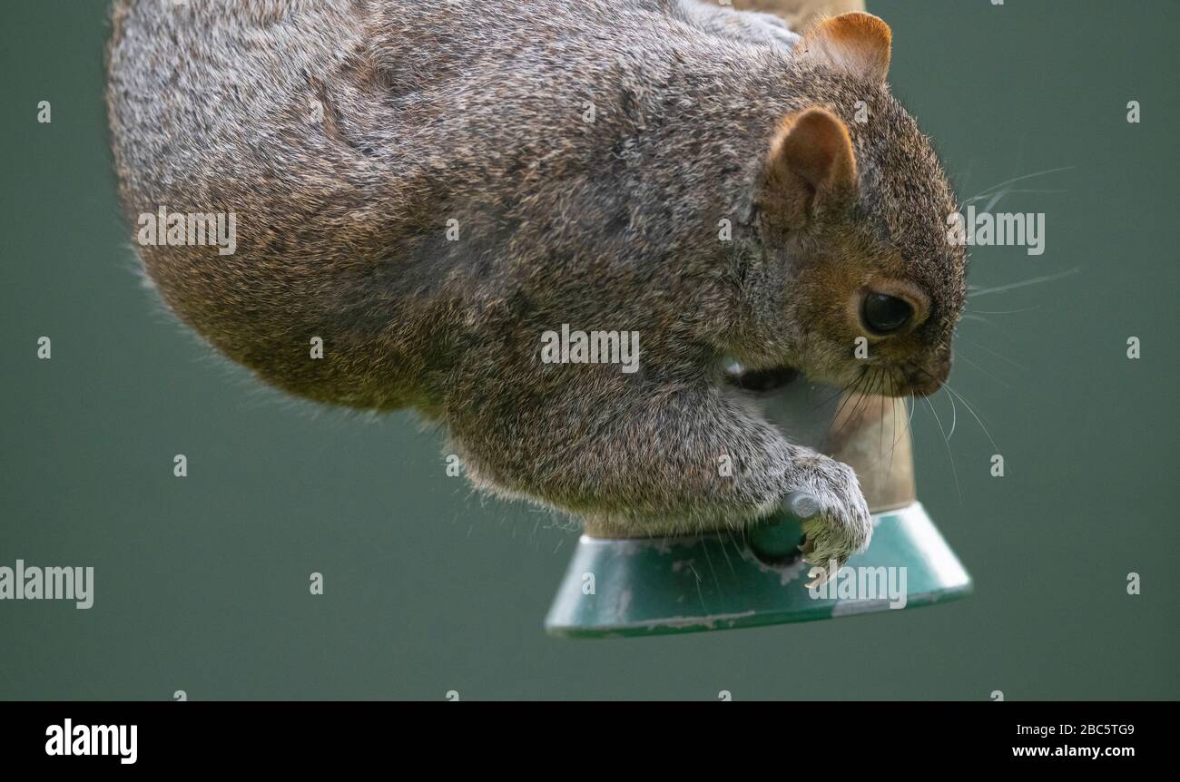 London, Großbritannien. April 2020. Grauhörnchen ernährt sich von hängenden Vogelzubringerinnen in einem Vorstadt-Garten. Kredit: Malcolm Park/Alamy Live News. Stockfoto