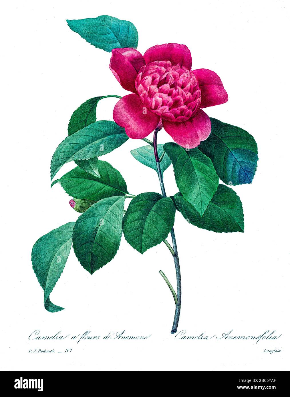 Handbemalte Gravurgravur aus dem 19. Jahrhundert illustriert eine Camellia Anemoniflora Blume von Pierre-Joseph Redoute. Herausgegeben in Choix des Plus Belles Fleurs, Paris (186). Von Redouté, Pierre Joseph, 1759-1840.; Chapuis, Jean Baptiste.; Ernest Panckoucke.; Langois, Dr.; Bessin, R.; Victor, fl. CA. 1820-1850. Stockfoto