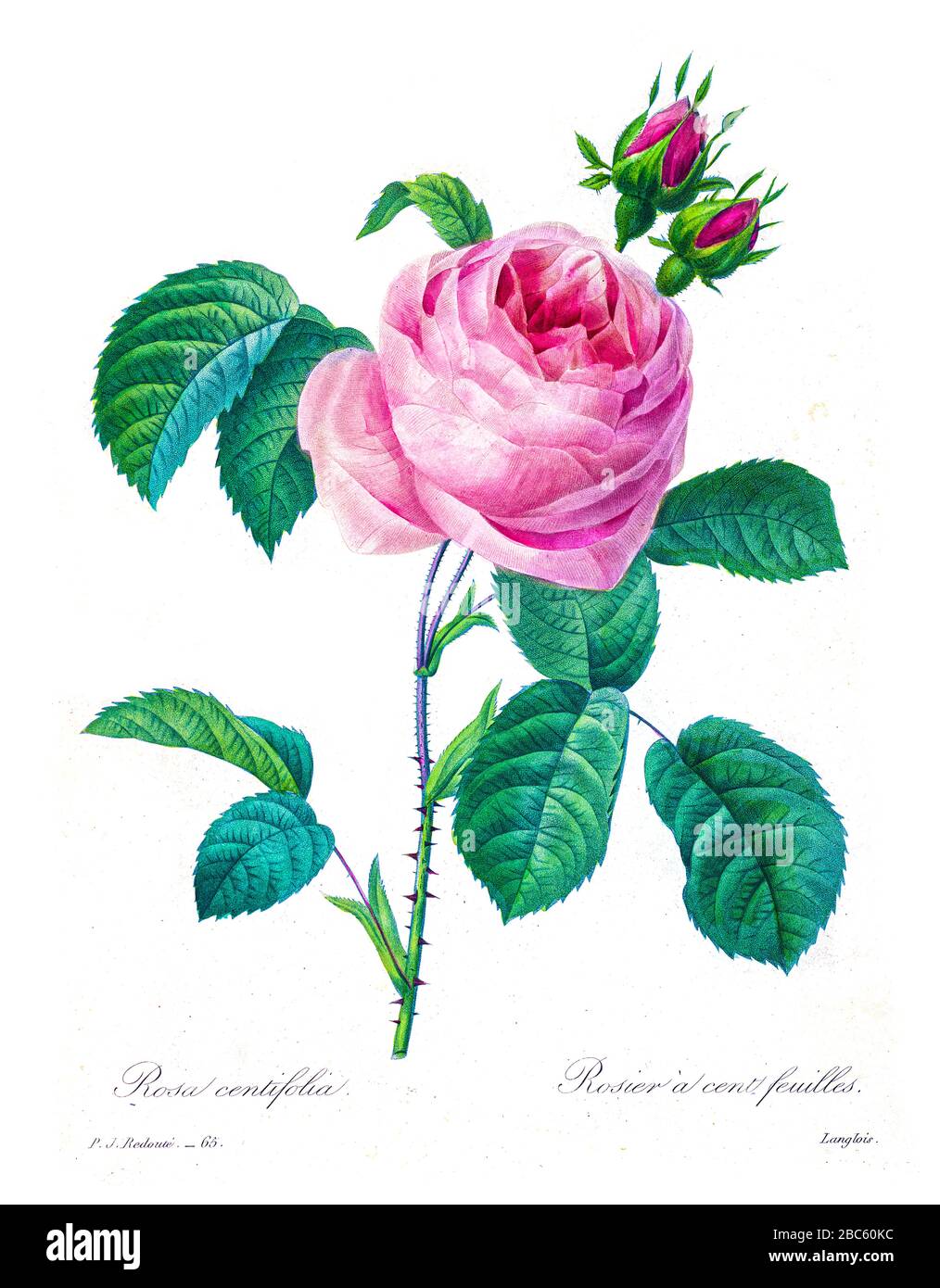Handbemalte Gravurgravur aus dem 19. Jahrhundert illustriert eine rosafarbene Provence Rose, Kohlrose, Rose von einhundert Petalen. Rosa centifolia. Von Pierre-Joseph Redoute. Herausgegeben in Choix des Plus Belles Fleurs, Paris (186). Von Redouté, Pierre Joseph, 1759-1840.; Chapuis, Jean Baptiste.; Ernest Panckoucke.; Langois, Dr.; Bessin, R.; Victor, fl. CA. 1820-1850. Stockfoto