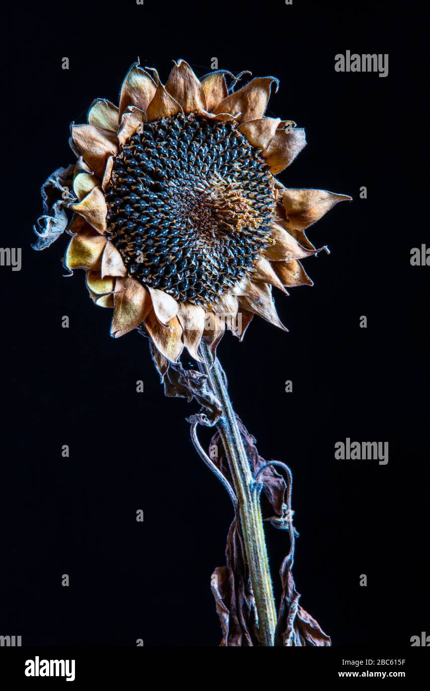 Verwelkte Sonnenblume im schwarzen Hintergrund Stockfoto
