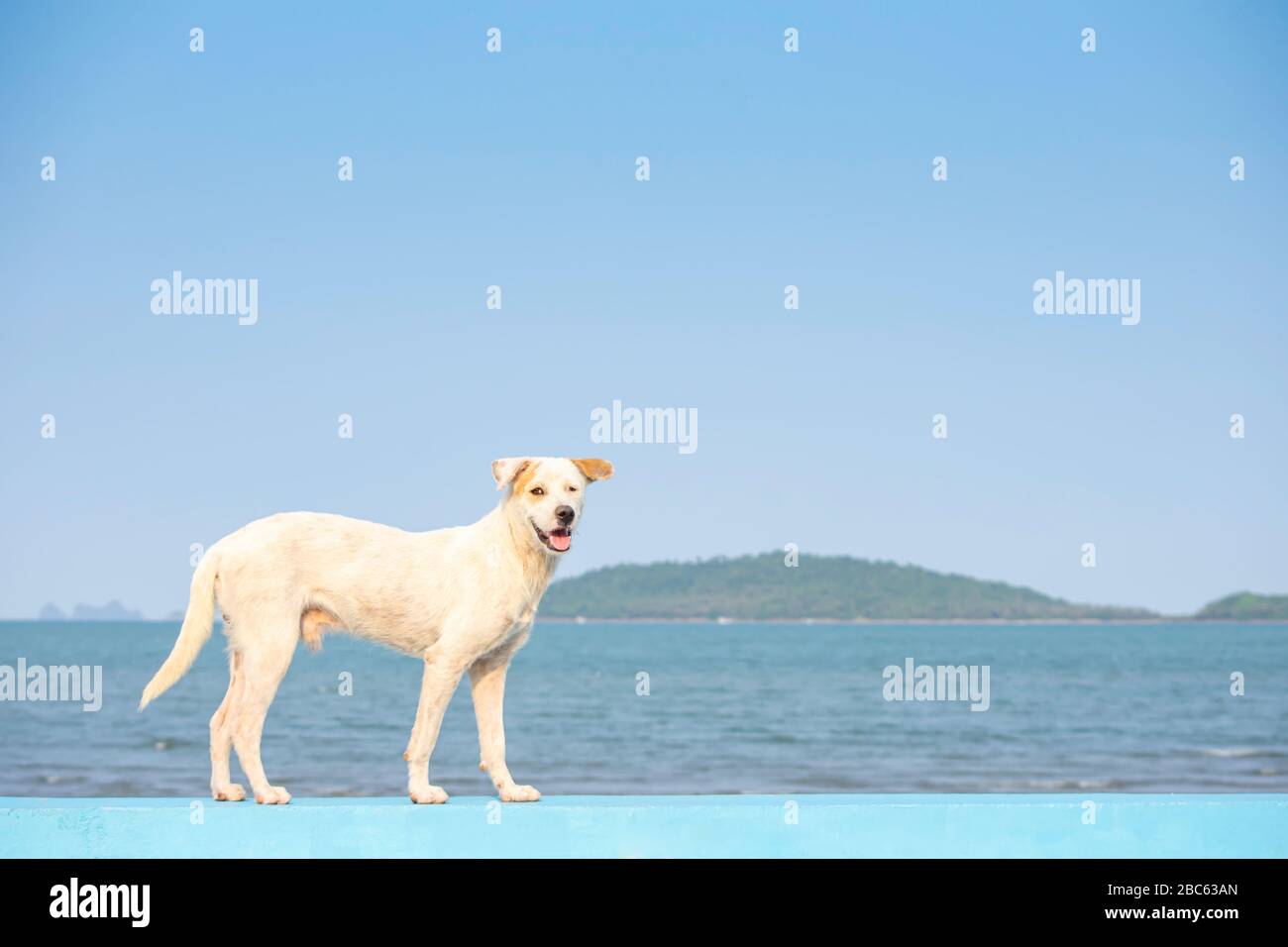 Weißer Hund steht auf dem Betonboden Meer und Insel. Stockfoto