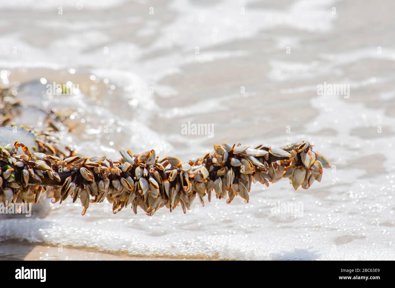 Viele weiße Schalen auf Bambus und Meer. Stockfoto