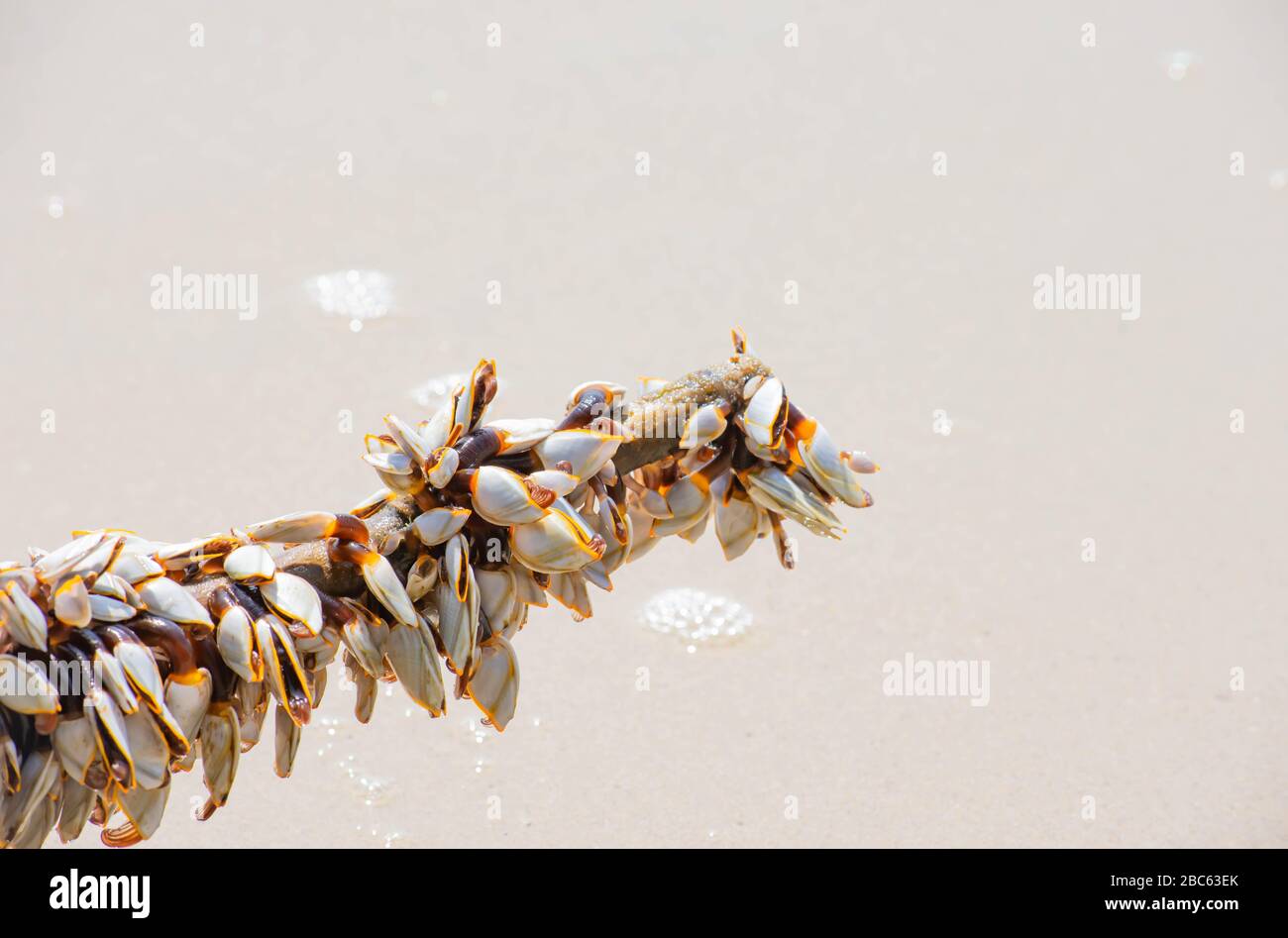 Viele weiße Schalen auf Bambus und Meer. Stockfoto
