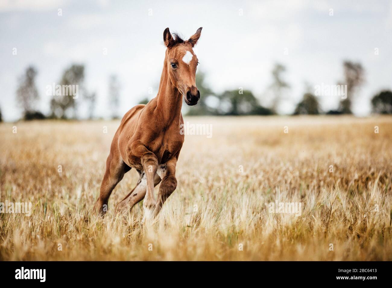 Süßes kleines Pferdfohlen auf einem Feld Stockfoto