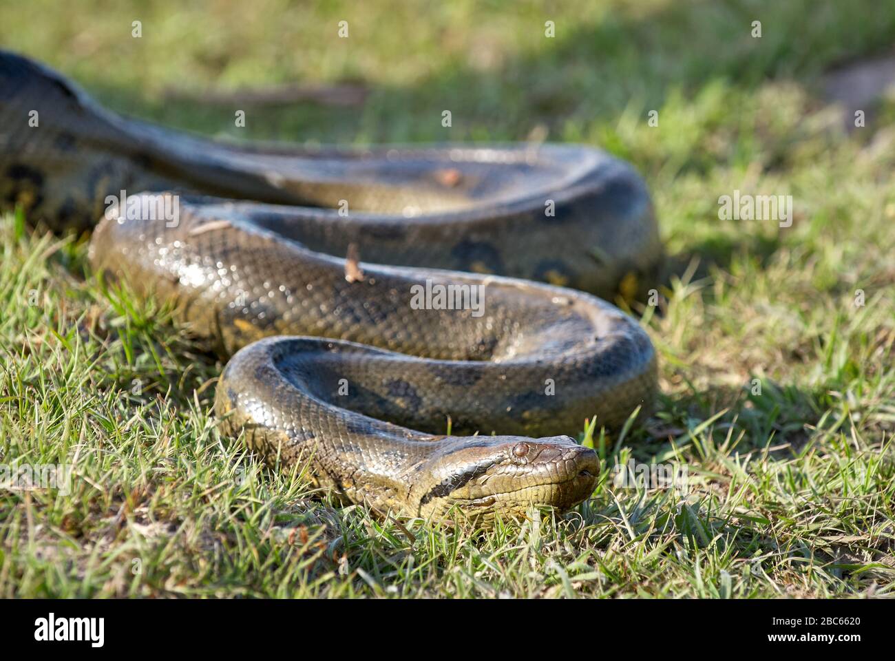 Anaconda, Eunectes murinus, Snake, LOS LLANOS, Venezuela, Südamerika, Amerika Stockfoto