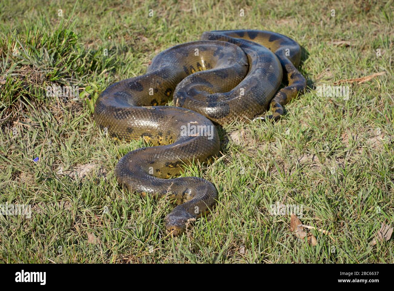 Anaconda, Eunectes murinus, Snake, LOS LLANOS, Venezuela, Südamerika, Amerika Stockfoto