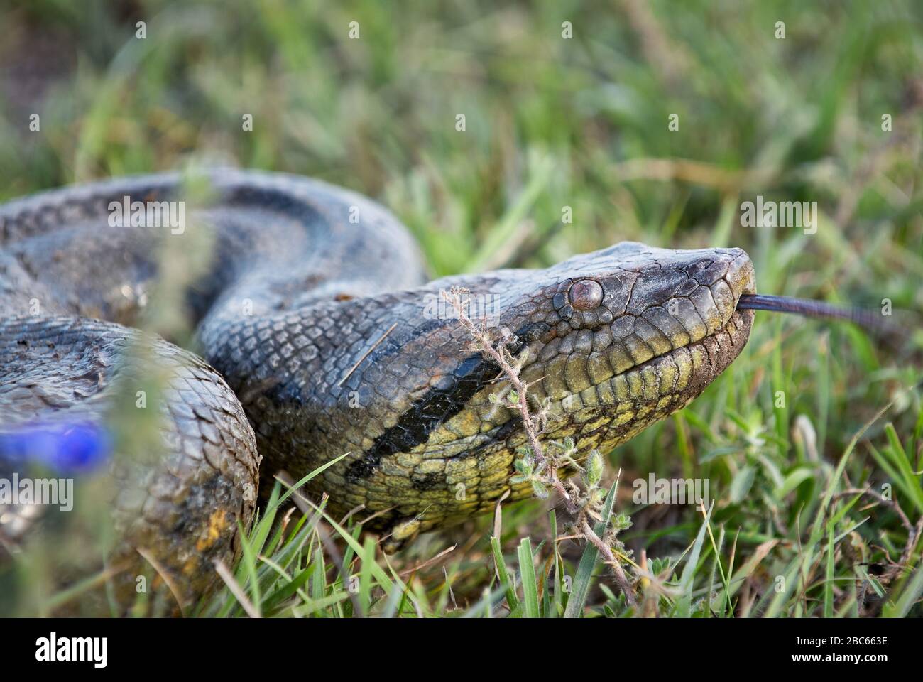 KOPFDETAILS von Anakonda, Eunectes murinus, Schlange, LOS LLANOS, Venezuela, Südamerika, Amerika Stockfoto