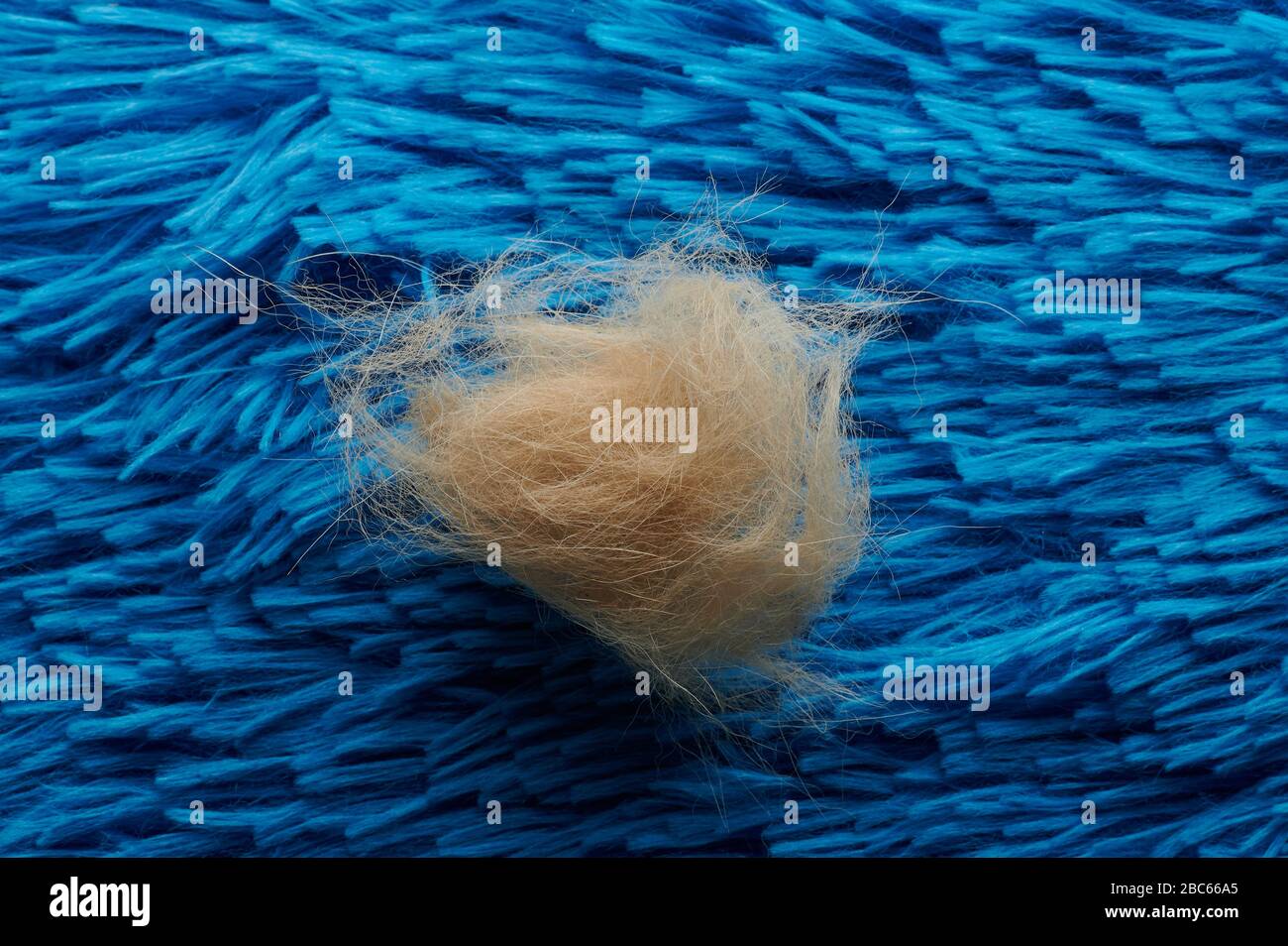 Auf dem blauen Teppich lag die Nahaufnahme von braunem Hundehaar Stockfoto