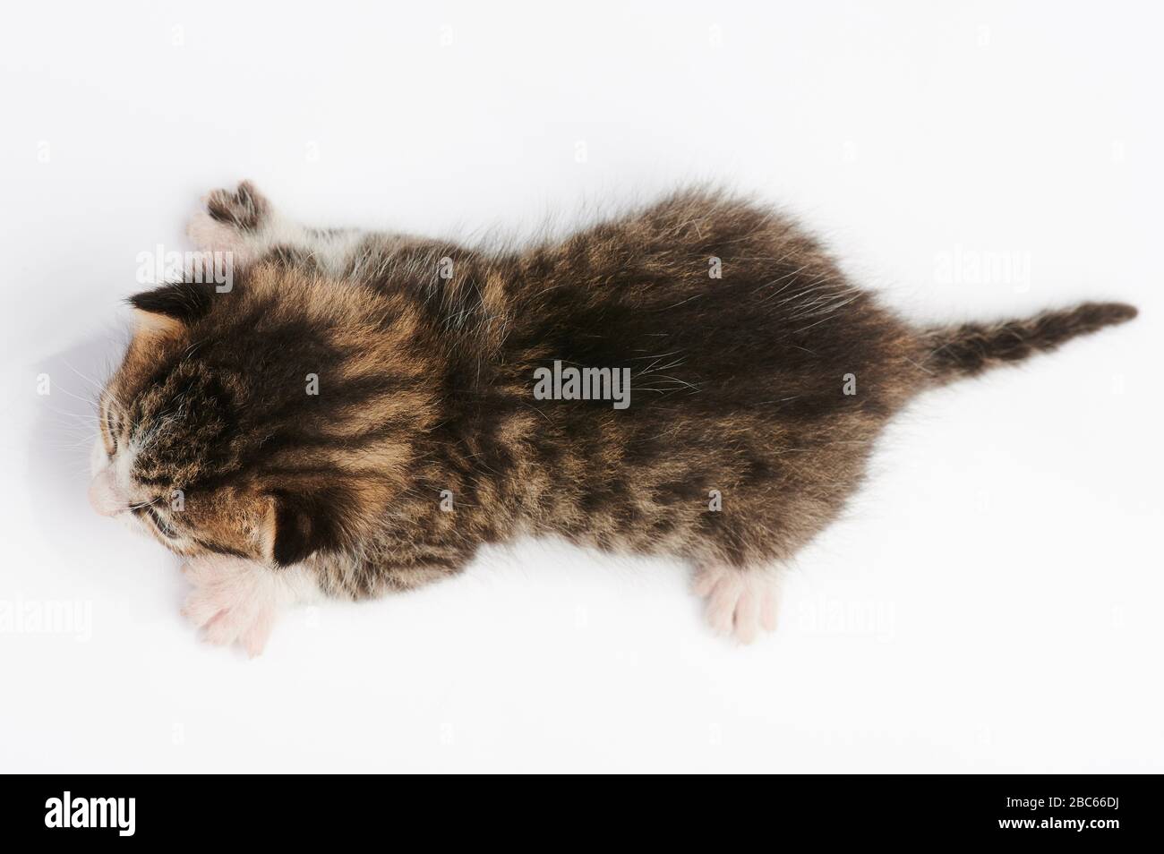 Dunkelbraune Kätzchen über der Draufsicht isoliert Stockfoto