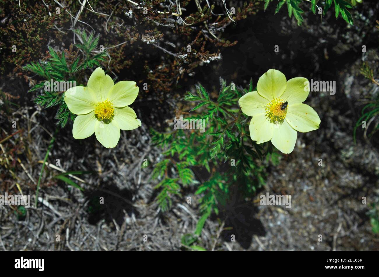 Österreich, Tyrol, alpine Anemone Stockfoto