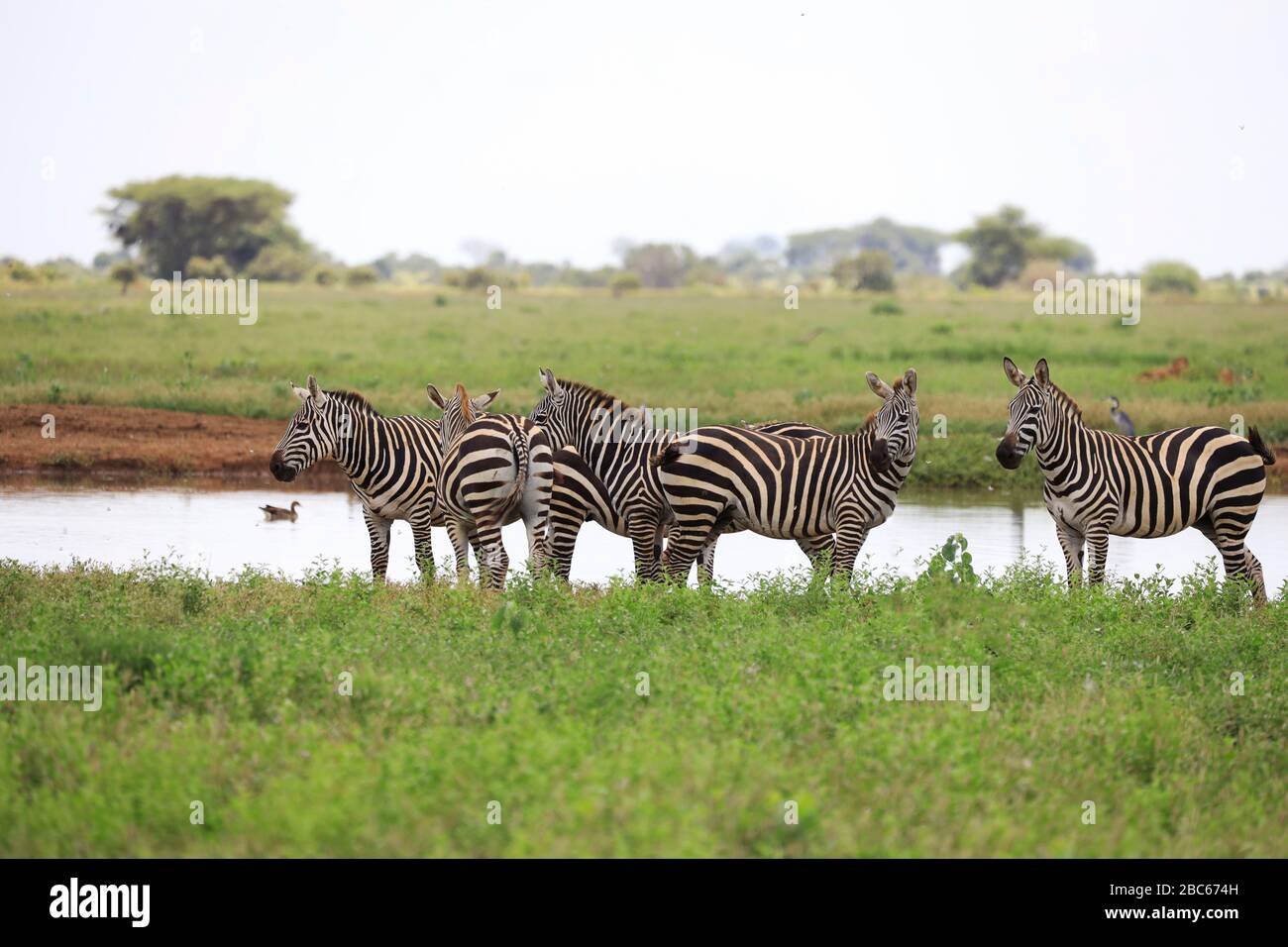 Zebras im Tsavo East National Park, Kenia, Afrika Stockfoto