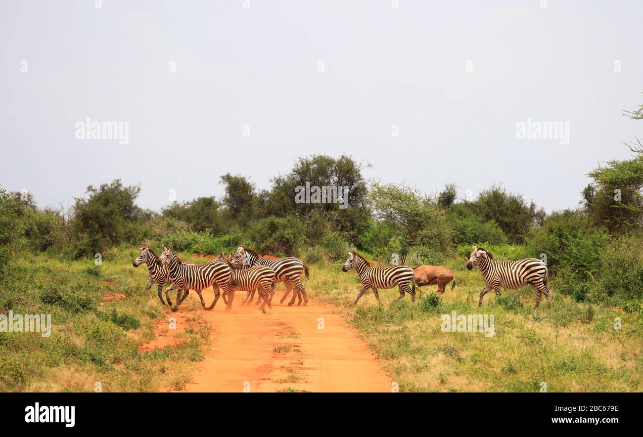 Zebras überqueren die Straße im Tsavo West National Park, Kenia, Afrika Stockfoto