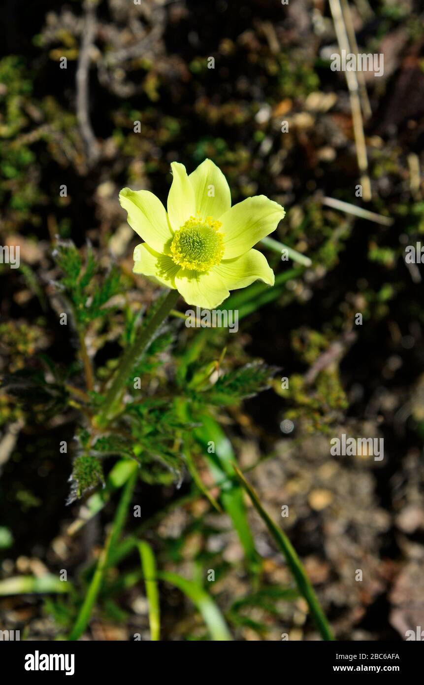 Österreich, Tyrol, Gelb-Alpin-Anemone Stockfoto