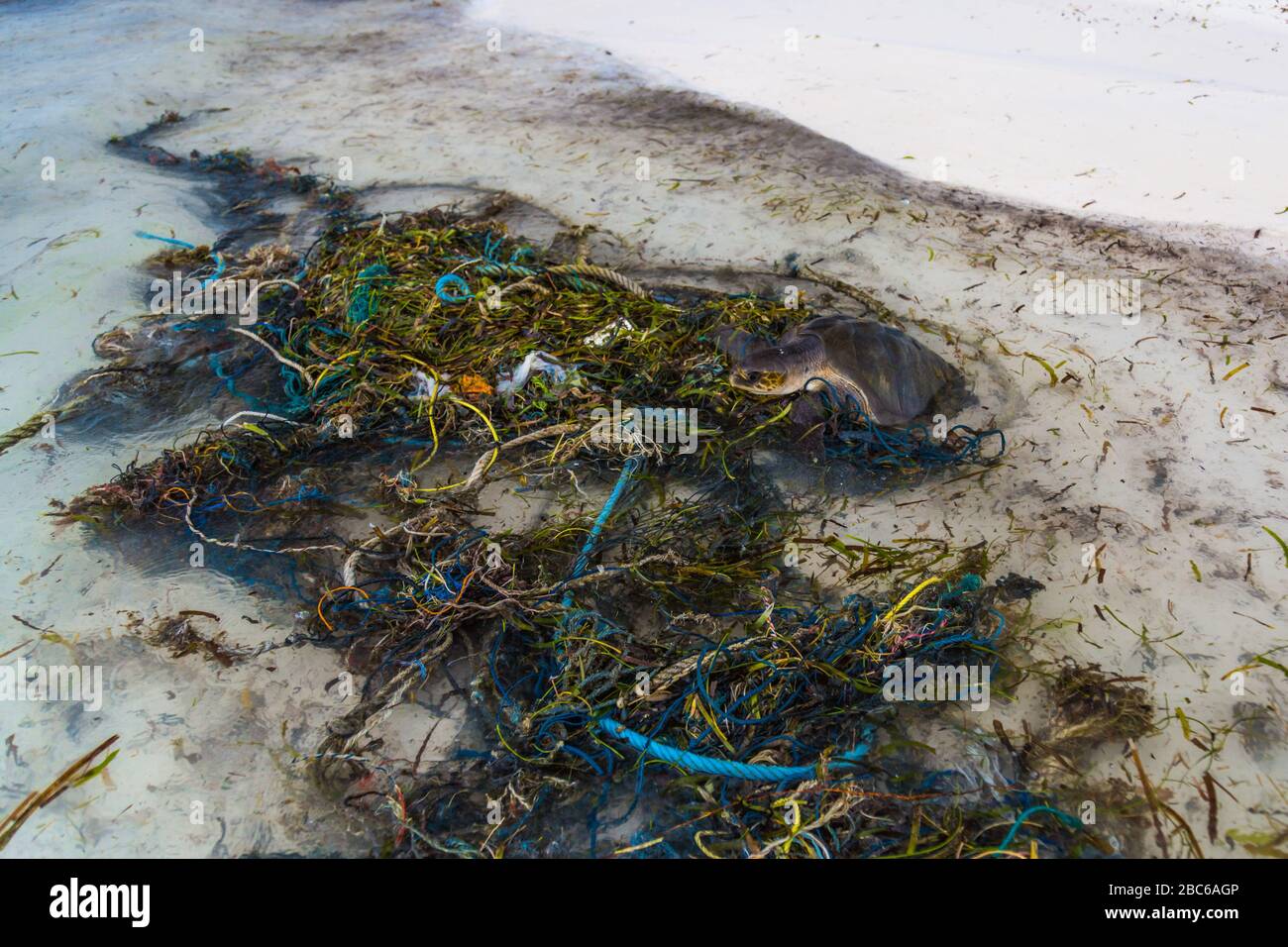 Meeresschildkröte mit Plastikmüll und Müllfangnetzen am Meeresstrand. Umweltproblem, Plastikverschmutzung Stockfoto