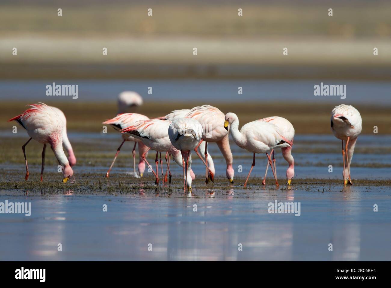 James's Flamingo Stockfoto