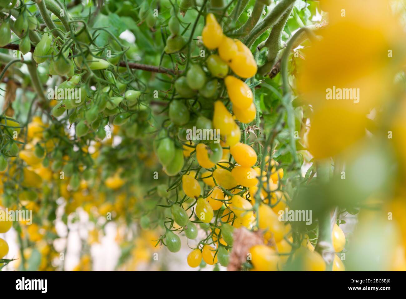 Auf dem Salatpfad in Südisraelisch Stockfoto