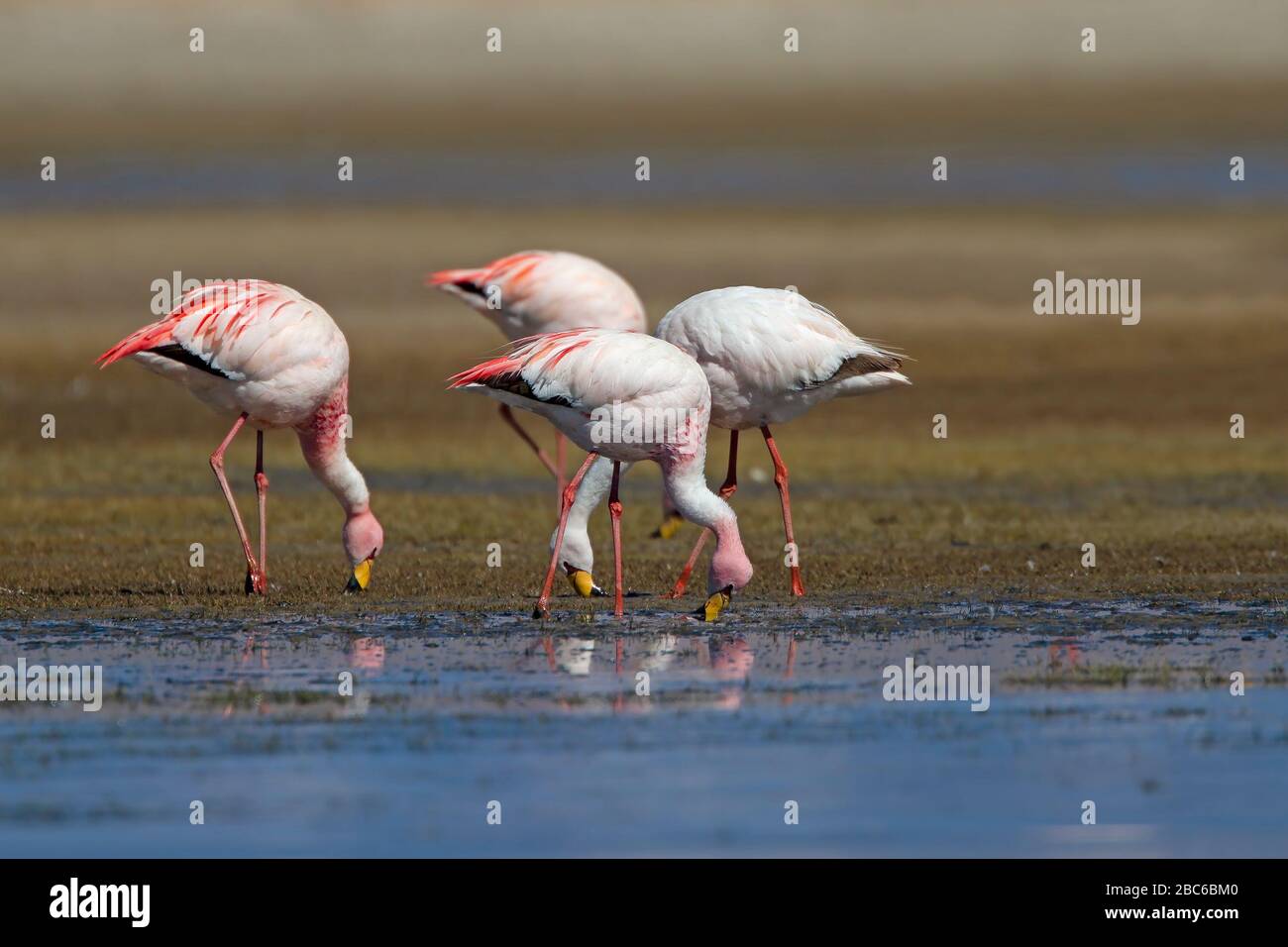 James's Flamingo Stockfoto