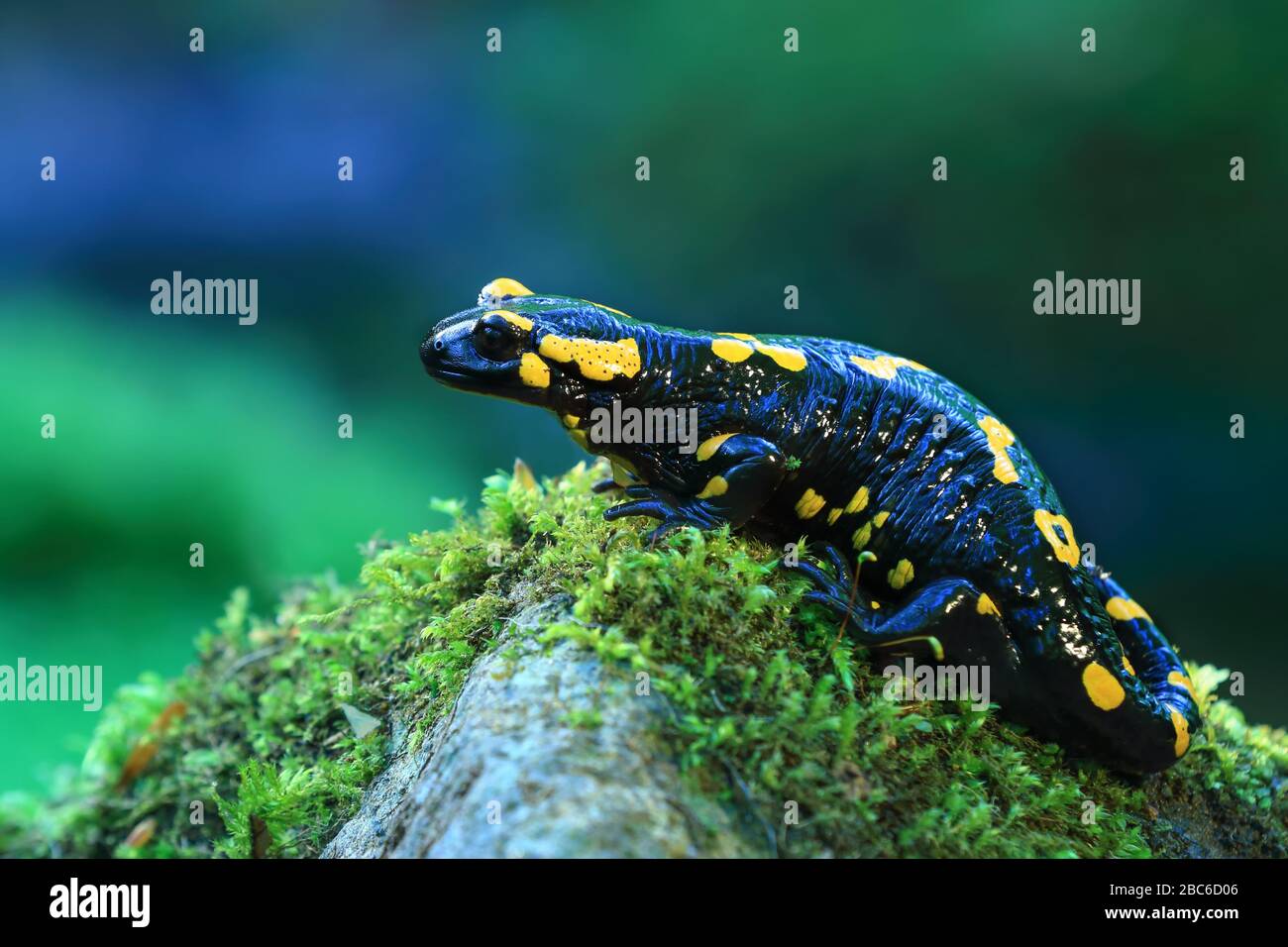 Nahaufnahme eines Feuersalamanders, einer schwarzen Amphibian mit gelben Flecken und Streifen, auf einem Felsen in der Nähe eines kleinen Baches Stockfoto