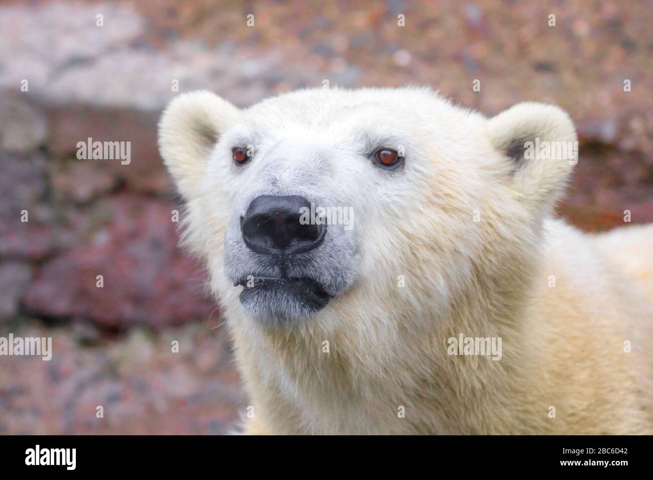 Bild der Fang eines wilden Tieres Polar Bear Stockfoto
