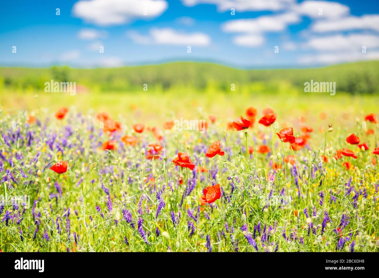 Mohn blüht den Himmel. Schönes Feld von Mohnblumen im Frühjahr. Verschwommene abstrakte Sommerwiese mit hellen Blüten. Erstaunliche Sommer Natur Nahaufnahme Stockfoto
