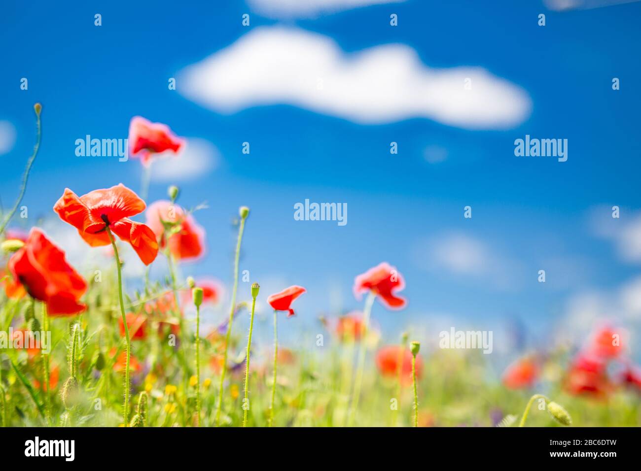 Mohn blüht den Himmel. Schönes Feld von Mohnblumen im Frühjahr. Verschwommene abstrakte Sommerwiese mit hellen Blüten. Erstaunliche Sommer Natur Nahaufnahme Stockfoto