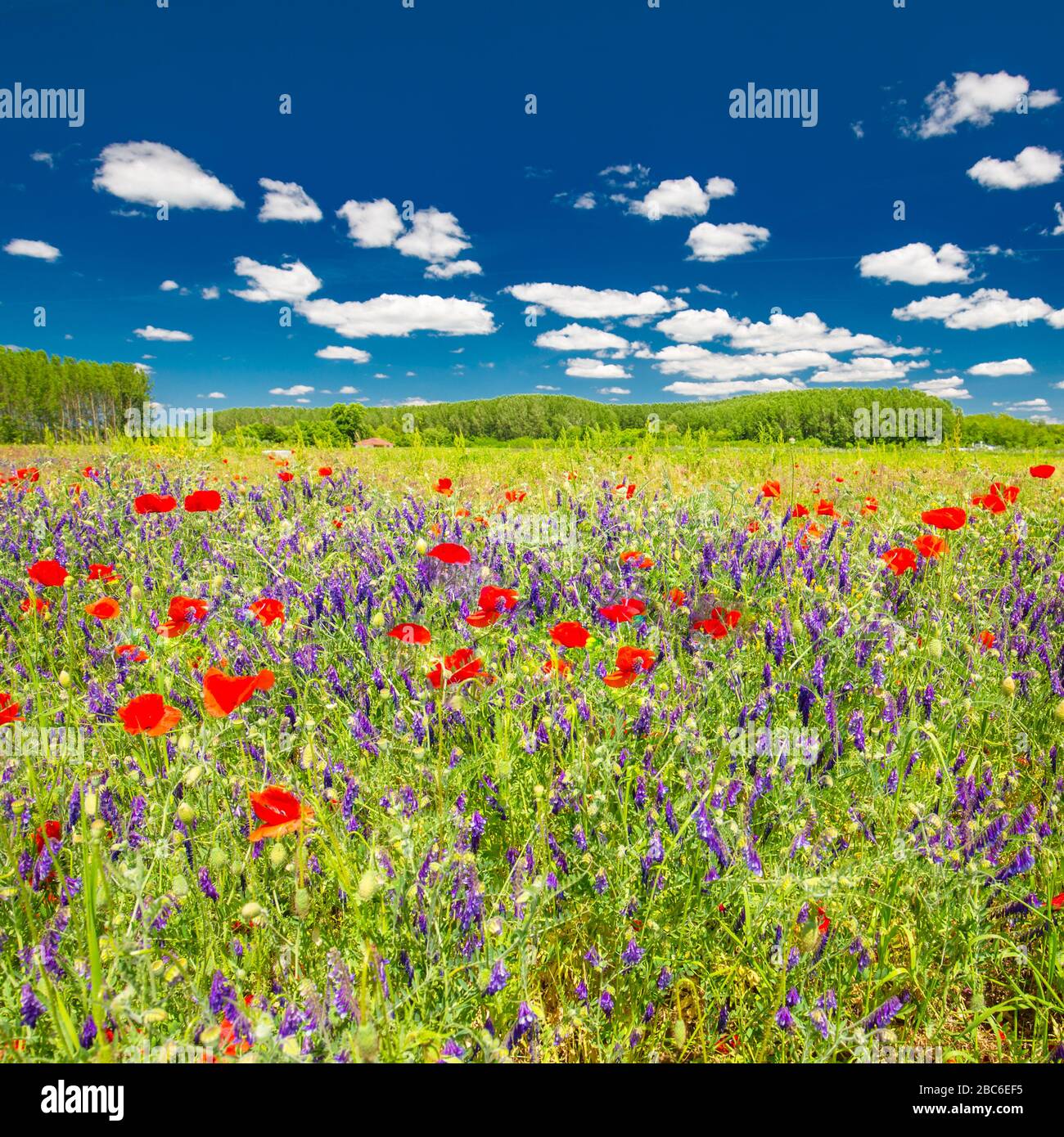 Schöne Sommer Wiese Natur. Frühling und Sommer Mohn Blüten unter blauem Himmel und Sonnenlicht. Idyllische Sommer-Naturlandschaft, rote Mohnblumen Stockfoto