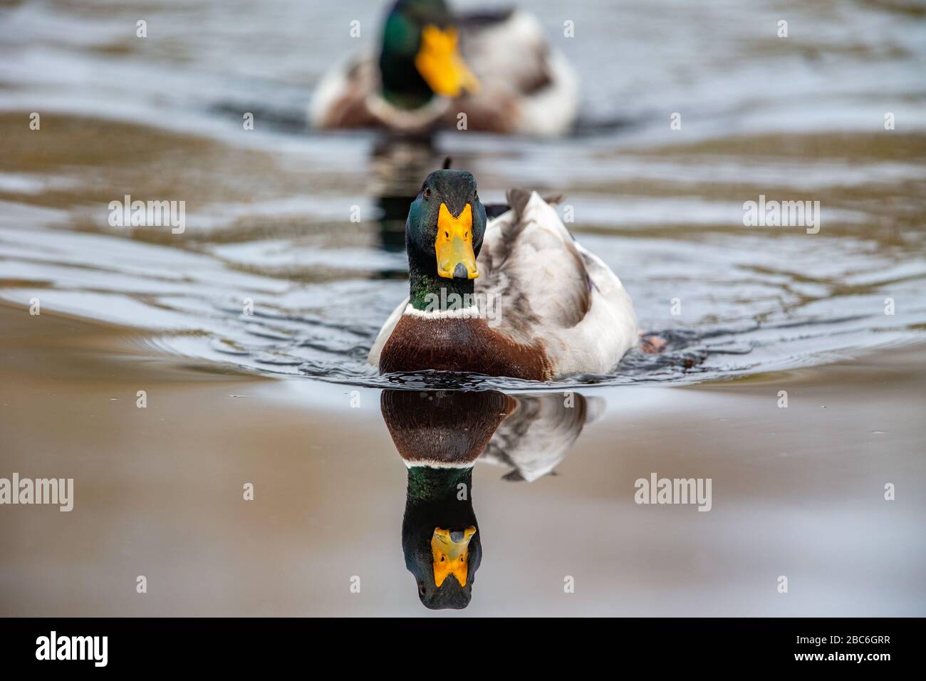 Mallard (Anas platyrhynchos) im Naturschutzgebiet Moenchbruch bei Frankfurt am Main. Stockfoto