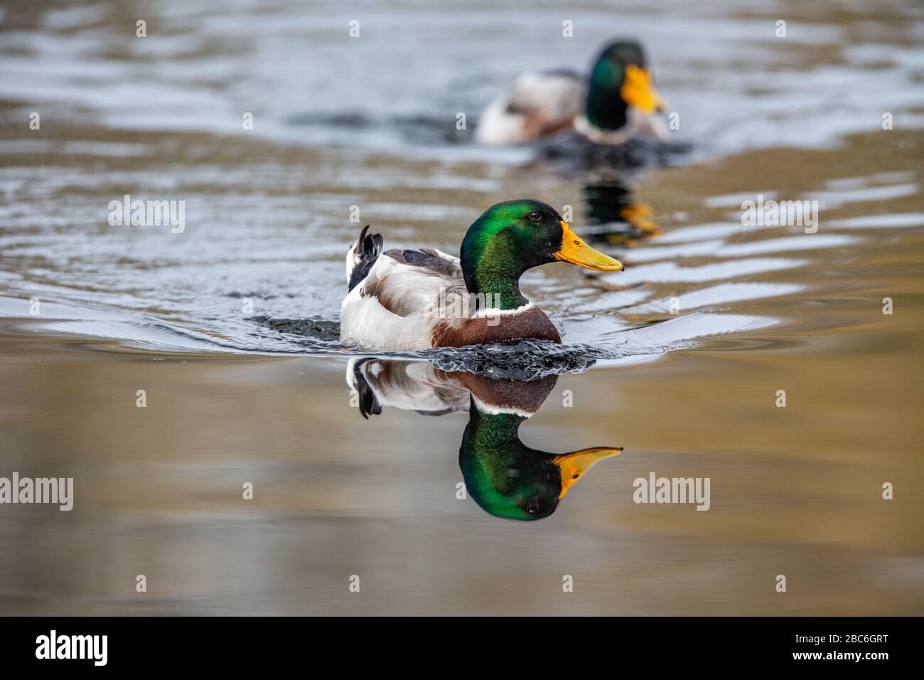 Mallard (Anas platyrhynchos) im Naturschutzgebiet Moenchbruch bei Frankfurt am Main. Stockfoto