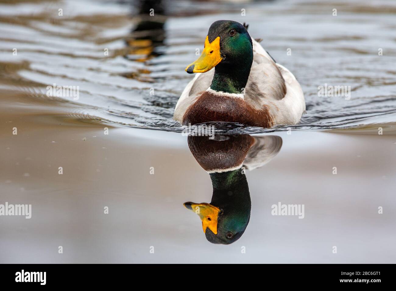 Mallard (Anas platyrhynchos) im Naturschutzgebiet Moenchbruch bei Frankfurt am Main. Stockfoto