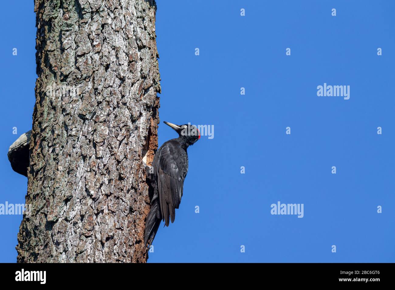 Schwarzspecht (Dryocopus martius) an seinem Nistloch im Naturschutzgebiet Moenchbruch bei Frankfurt am Main. Stockfoto