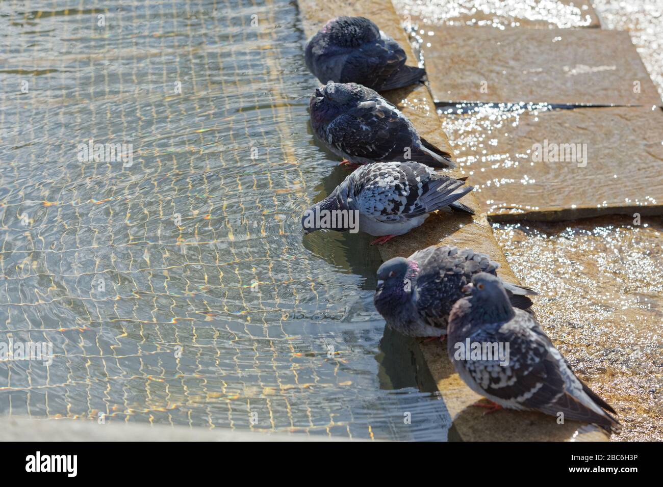 Tauben kühlen sich im Brunnen am Castle Square in Swansea, Wales, Großbritannien ab. Dienstag, 31. März 2020 Stockfoto
