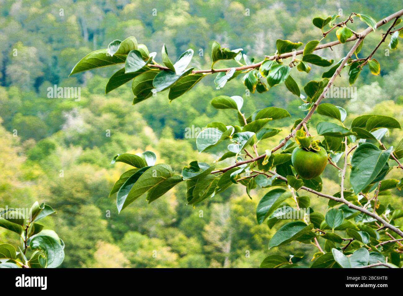 Der magische Garten des Paradieses ist ein Zweig der Persiflage mit Früchten vor dem Hintergrund einer Berglandschaft. Sommer, Kaukasus, Mittag, Glück. Horizontales Foto. Grün. Stockfoto