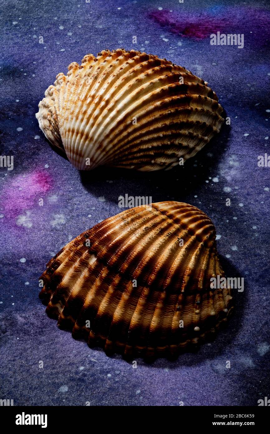 Seashells auf abstraktem bemaltem Papier aufgestellt Stockfoto