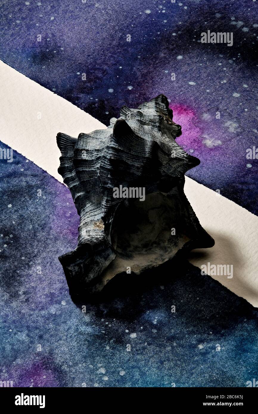 Seashells auf abstraktem bemaltem Papier aufgestellt Stockfoto