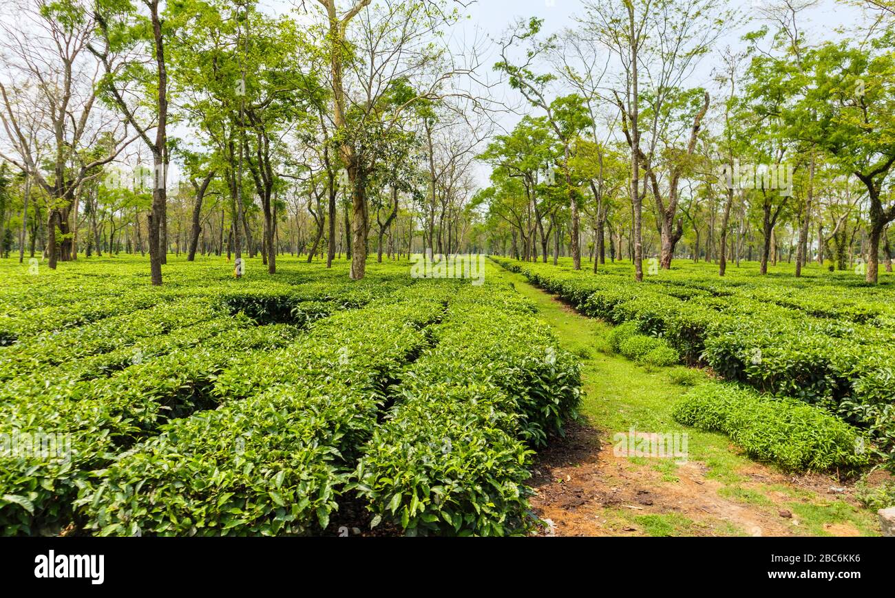 Gepflegte Reihen von Teebüschen, die auf einer großen Teeplantage in der Nähe des Kaziranga National Park, Assam, Nordostindien, wachsen Stockfoto