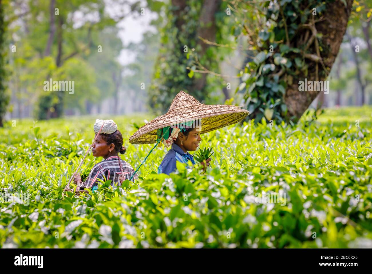 Junge Frau, die einen großen Korbhut trägt, der als Picker auf einer Teeplantage arbeitet, die Teeblätter in der Nähe des Kaziranga National Park, Assam, Nordostindien pflückt Stockfoto