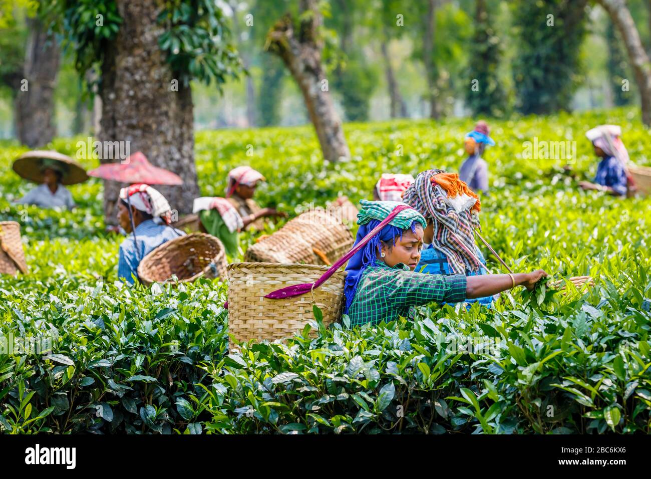 Viele Frauen, die Korbkörbe tragen, beschäftigten sich mit der Arbeit als Picker auf einer Teeplantage, die Teeblätter in der Nähe des Kaziranga National Park, Assam, Nordostindien pflückte Stockfoto